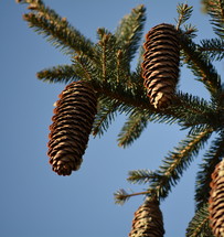 pine cone on a tree 