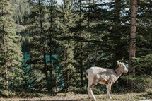 baby caribou and evergreen forest 