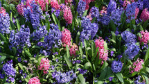 purple and pink Hyacinth spring flowers 
