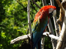 macaw parrot 