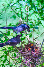mother bird feeding her baby birds in a nest 
