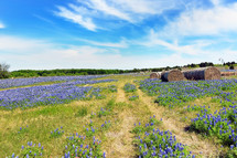 hay bales in a field of blue bonnets 