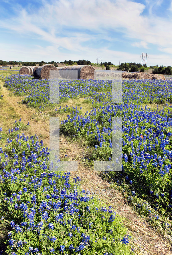 hay bales in a field of blue bonnets 