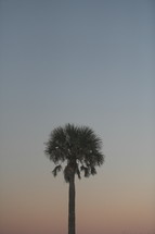 tall palm tree at sunset 