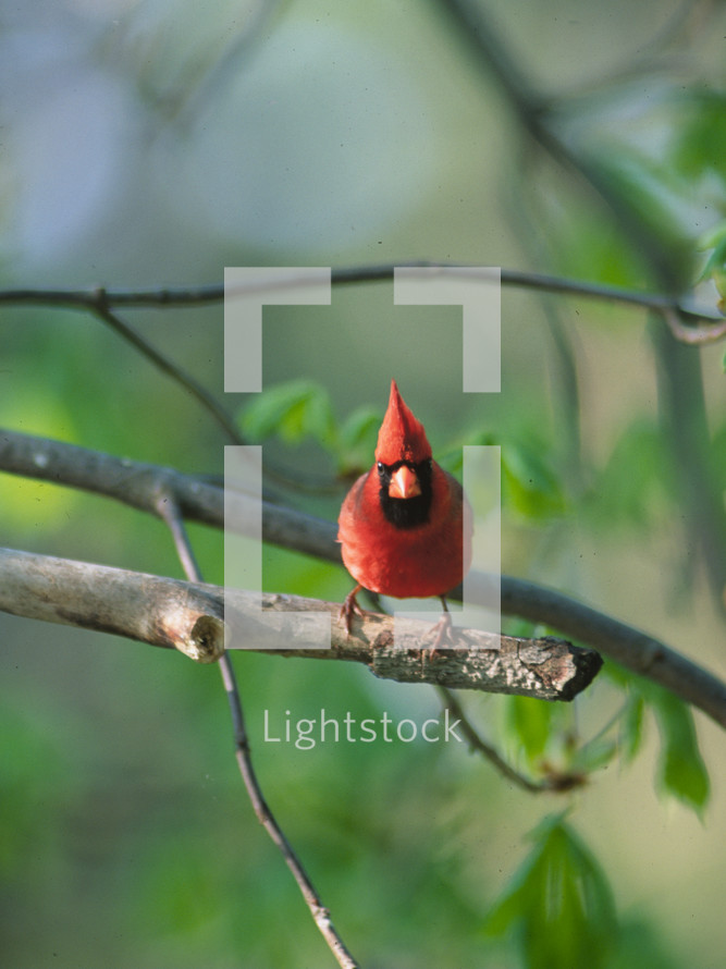 red male cardinal in a tree 