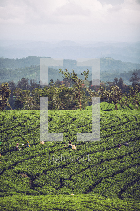 Migrant workers laboring in the fields in India. 