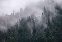 Foggy and rainy spruce forest in the mountains