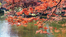 red fall leaves on a tree branch hanging over a lake 