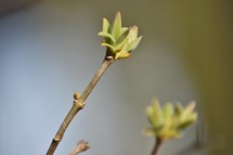 Lilac buds emerging in spring.