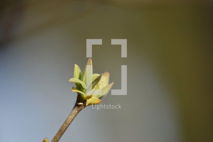 Lilac buds emerging in spring