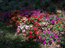 A bed of Annuals soak up the sun in a summer garden in Central Florida filled with purple, red, pink and orange flowers under a tree.