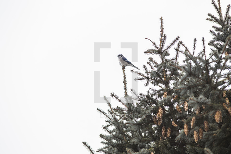 Blue Jay perched at the top of a tree 