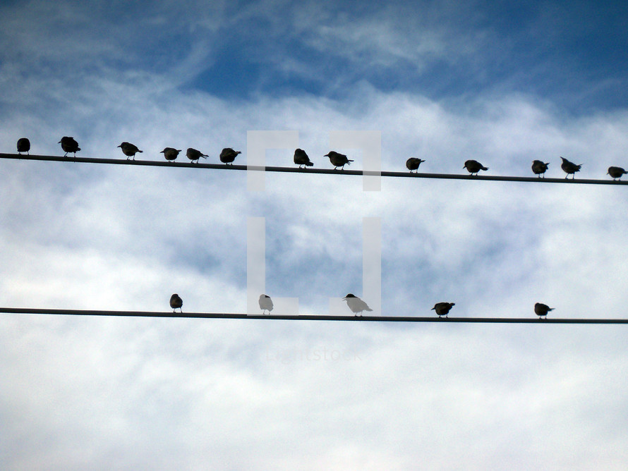 A flock of Birds congregating together on telephone wires forming a congregation fellowshipping together as a community that gather together for a common purpose. 