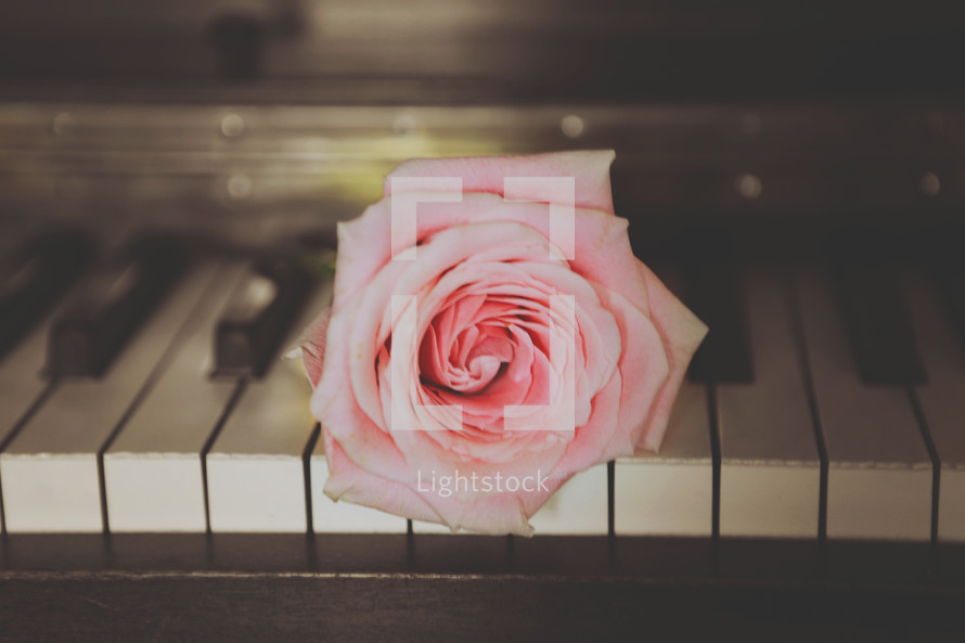 pink rose on a piano 