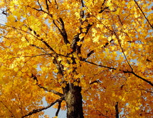 yellow fall leaves on a tree