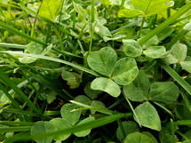 Clovers in the grass.