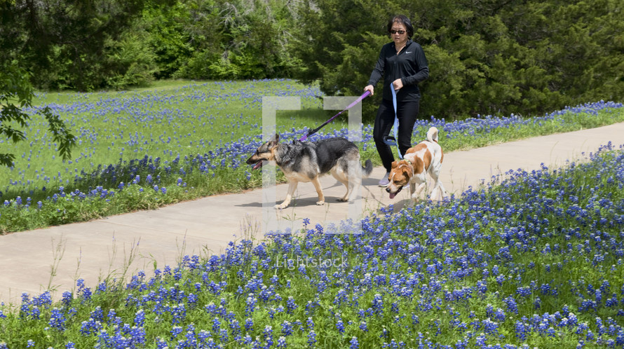 woman walking her dogs along a path lined with blue bonnets 