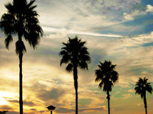 A row of silhouetted palm trees standing in a row against a golden sunset along the gold coast of California. This image looks like something taken from the Middle East or any Tropical setting such as the Bible lands in the middle eastern countries. 