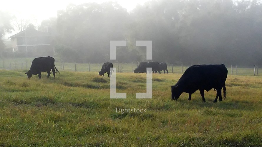 cows grazing in a foggy field 