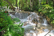 A rushing river in a tropical forest.