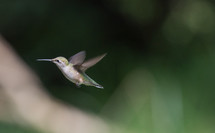hummingbird, fly