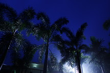 tops of palm trees in a night sky 