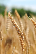 Wheat growing in a field. 