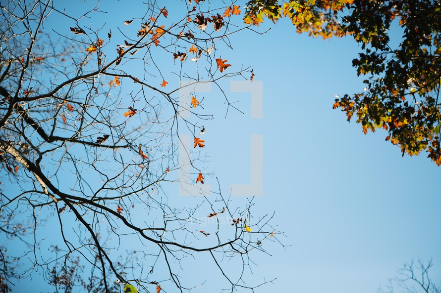 the last leaves on a tree 