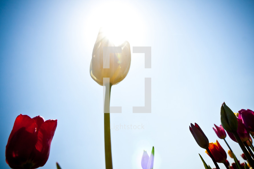 sunlight shining on a white tulip