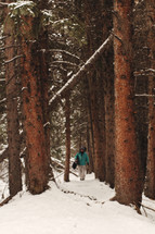 Man hiking in the snow through a forest of enormous trees in Colorado.