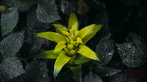 bromeliad plant 