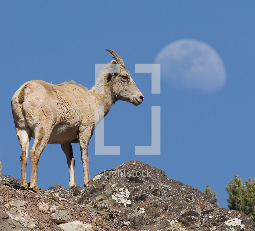 A young big horn sheep stands majestically on a ridgetop.