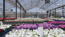 Large nursery greenhouse filled with thousands of colorful flowers and plants