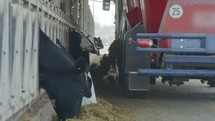 Cow feeding with a Self-propelled TMR mixer in a dairy farm