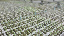 Large industrial nursery with organic vegetable plants growing inside a greenhouse