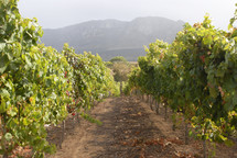 Grape vineyard 