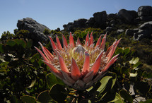 Protea (the national flower of South Africa) in full blossom 