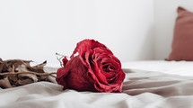 Closeup of a dying red rose on a bed. Fading love concept. 