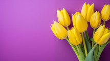 Yellow tulips on a purple background. 