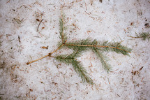 pine needles in the snow 