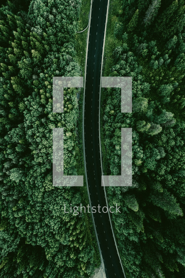 highway through a green forest 