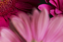 Close-up of bright pink flowers.