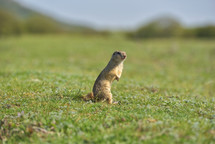 European ground squirrel standing in the grass.