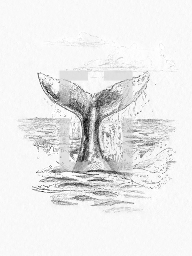 Pencil sketch of a whale tail — Photo — Lightstock