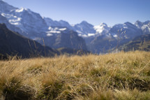 Field of dry grass in front of snowy mountains