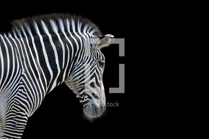 Zebra against a black background.