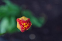 red and yellow tulip 