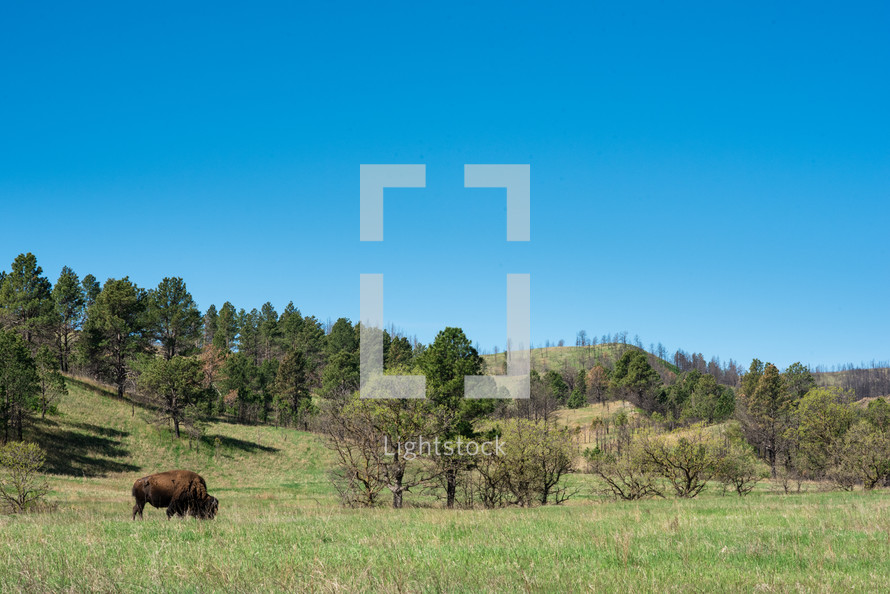 a buffalo grazing 