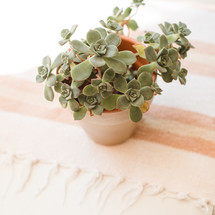 potted plant on a table cloth 