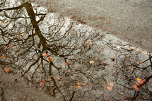 reflection of bare trees in a puddle 